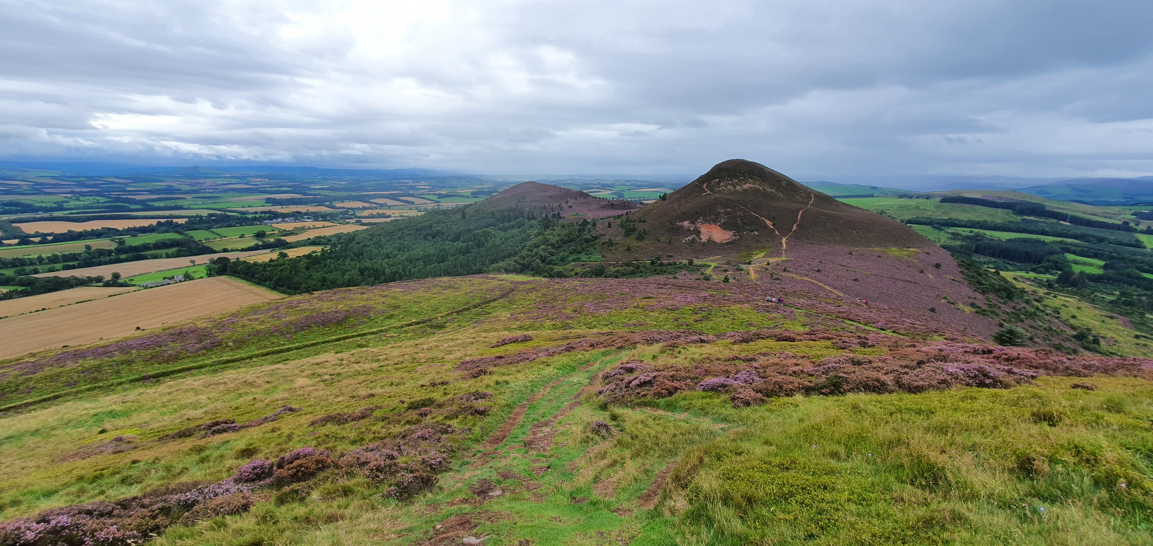 Heather in full purple bloom on the slopes of the Eildon Hills near Melrose.