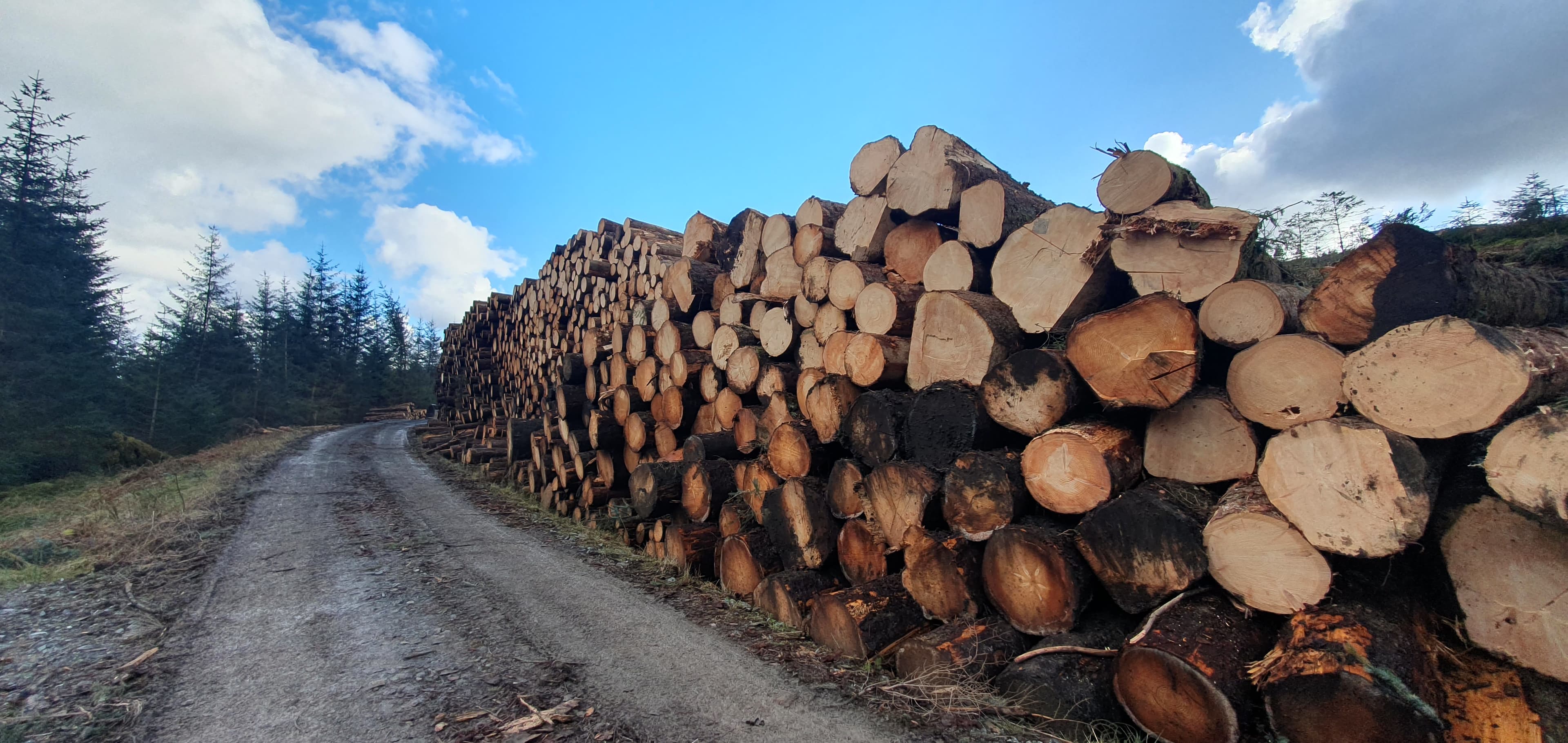 Crafted Scottish hardwood timber seasoned and ready for bespoke furniture making
