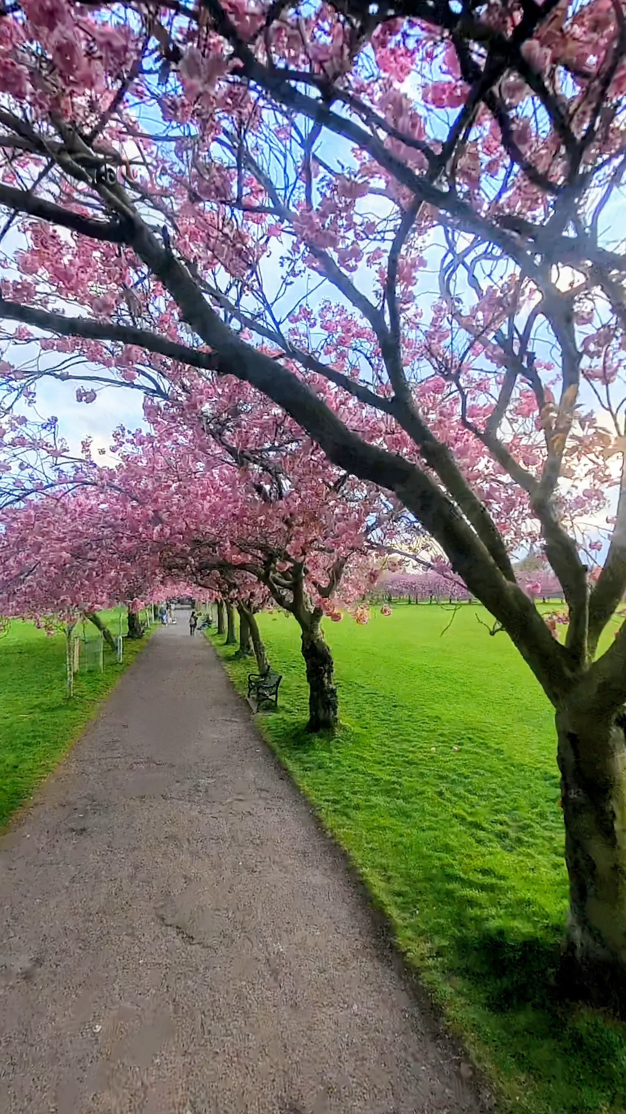 Cherry blossoms in bloom along the tree-lined paths of the Meadows in Edinburgh