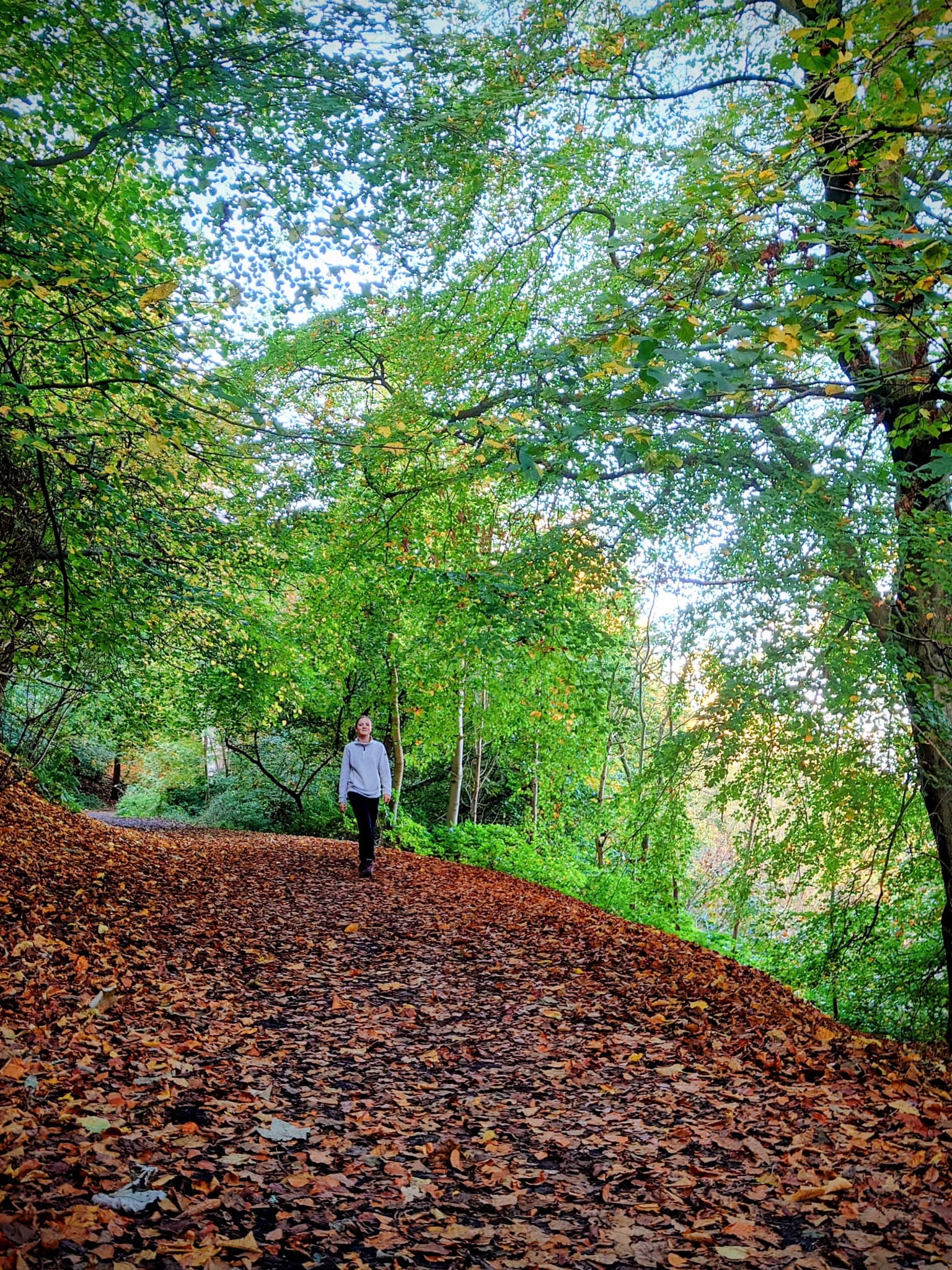 An autumn woodland path beneath trees turning yellow and brown.