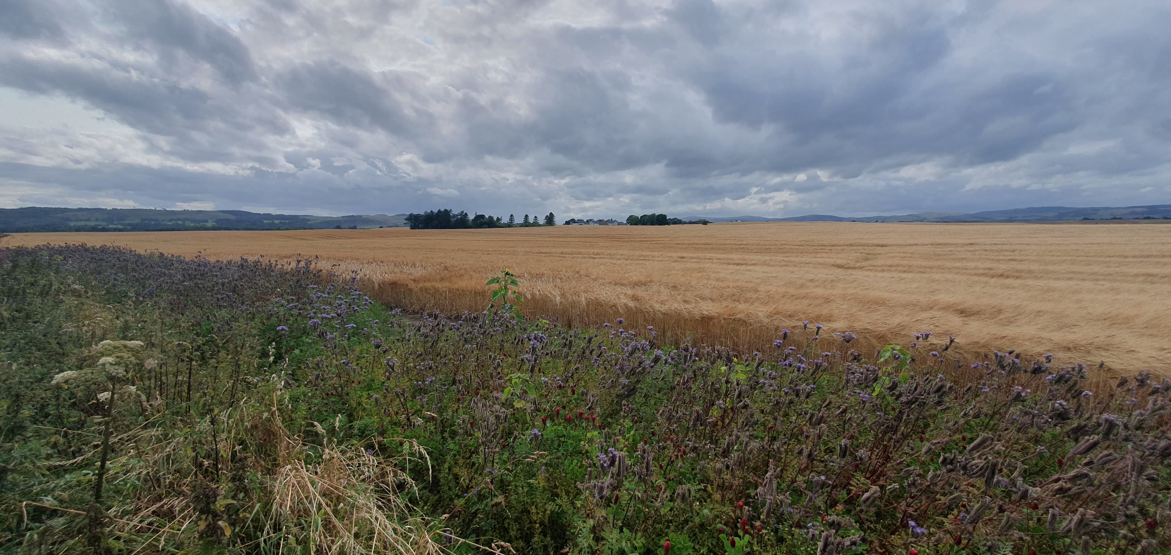 Fields near Loch Leven, Kinross-shire in late summer harvest