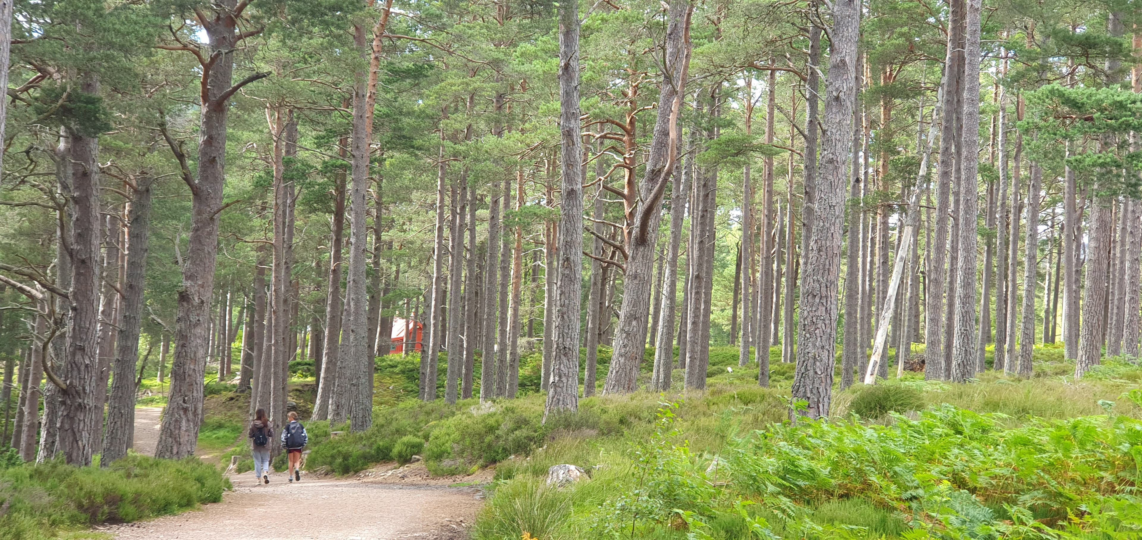 Visitors walking along a trail in the Cairngorms pine forest